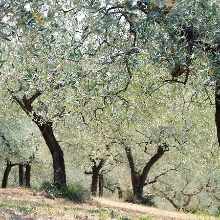 B&B Lavanda E Rosmarino Assisi Dış mekan fotoğraf