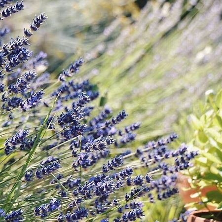 B&B Lavanda E Rosmarino Assisi Dış mekan fotoğraf