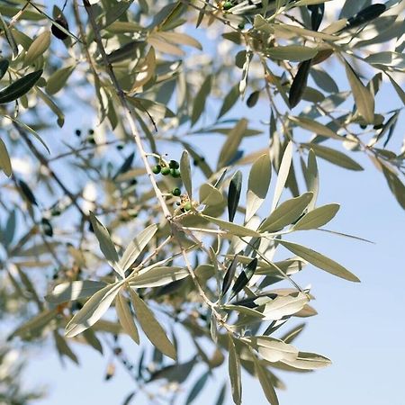B&B Lavanda E Rosmarino Assisi Dış mekan fotoğraf