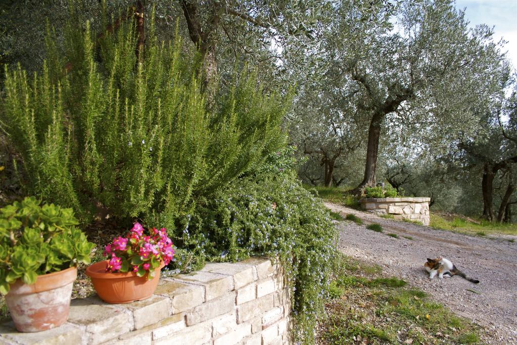 B&B Lavanda E Rosmarino Assisi Dış mekan fotoğraf