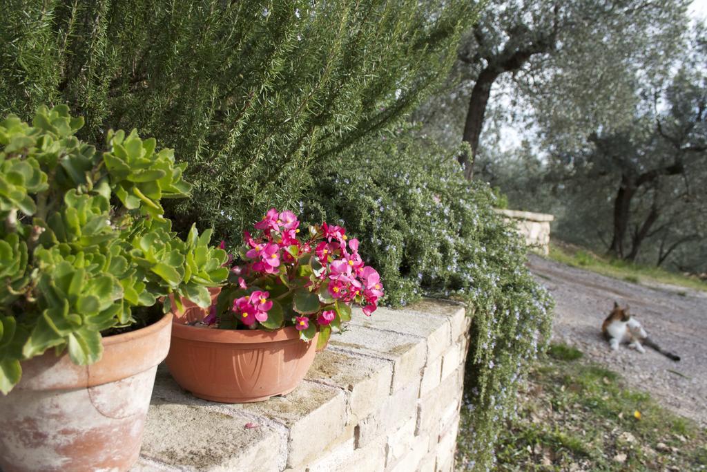 B&B Lavanda E Rosmarino Assisi Dış mekan fotoğraf