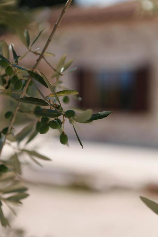B&B Lavanda E Rosmarino Assisi Dış mekan fotoğraf