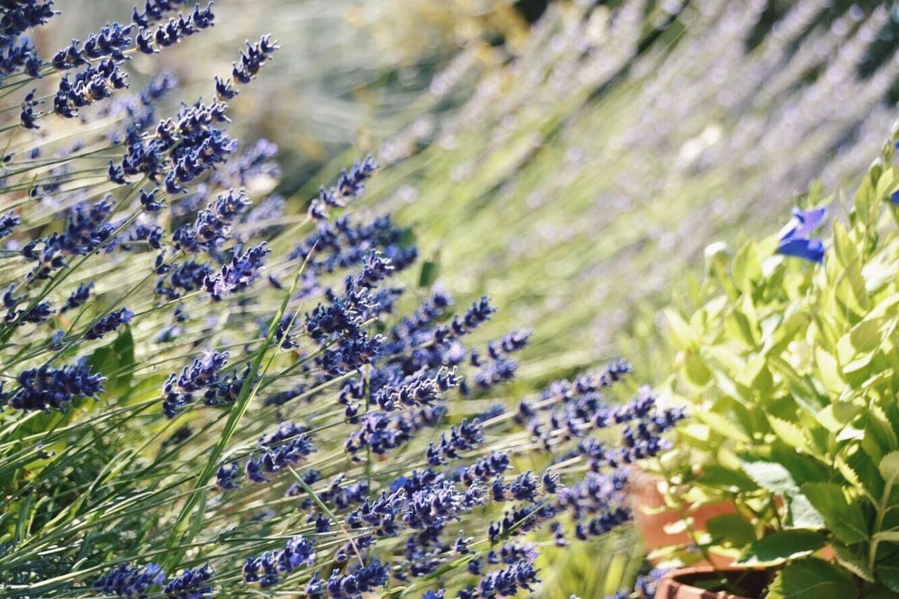 B&B Lavanda E Rosmarino Assisi Dış mekan fotoğraf
