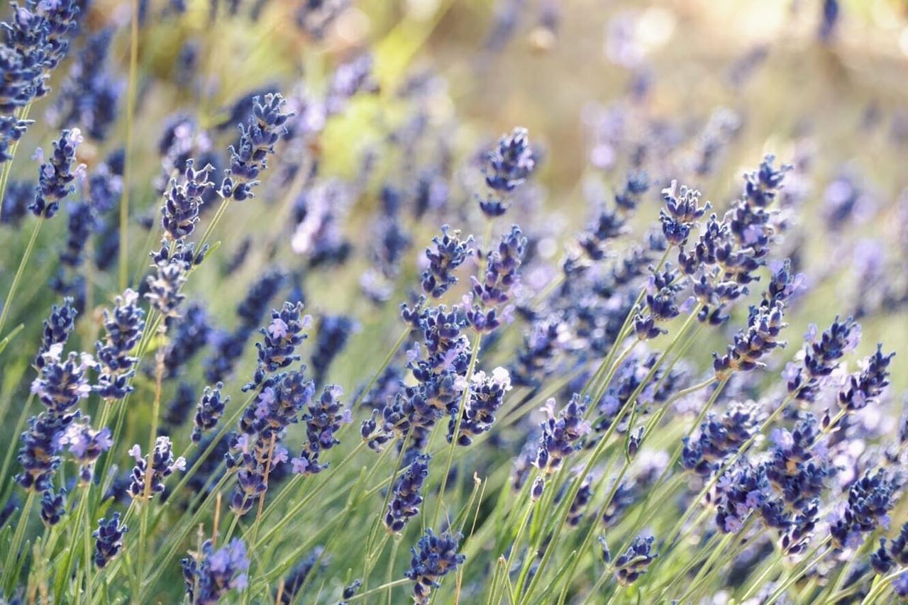 B&B Lavanda E Rosmarino Assisi Dış mekan fotoğraf