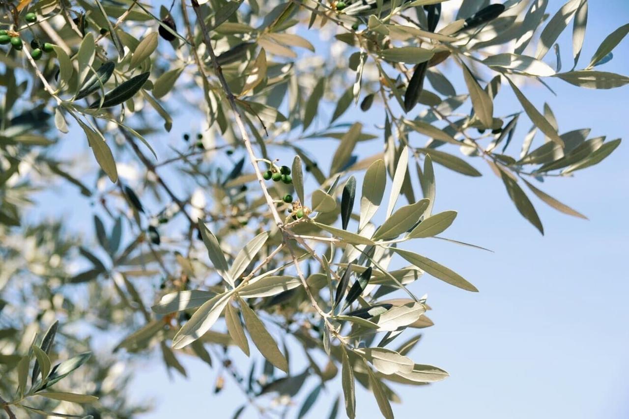 B&B Lavanda E Rosmarino Assisi Dış mekan fotoğraf