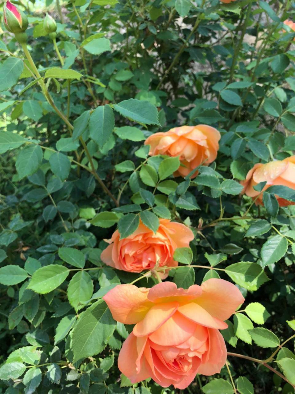 B&B Lavanda E Rosmarino Assisi Dış mekan fotoğraf